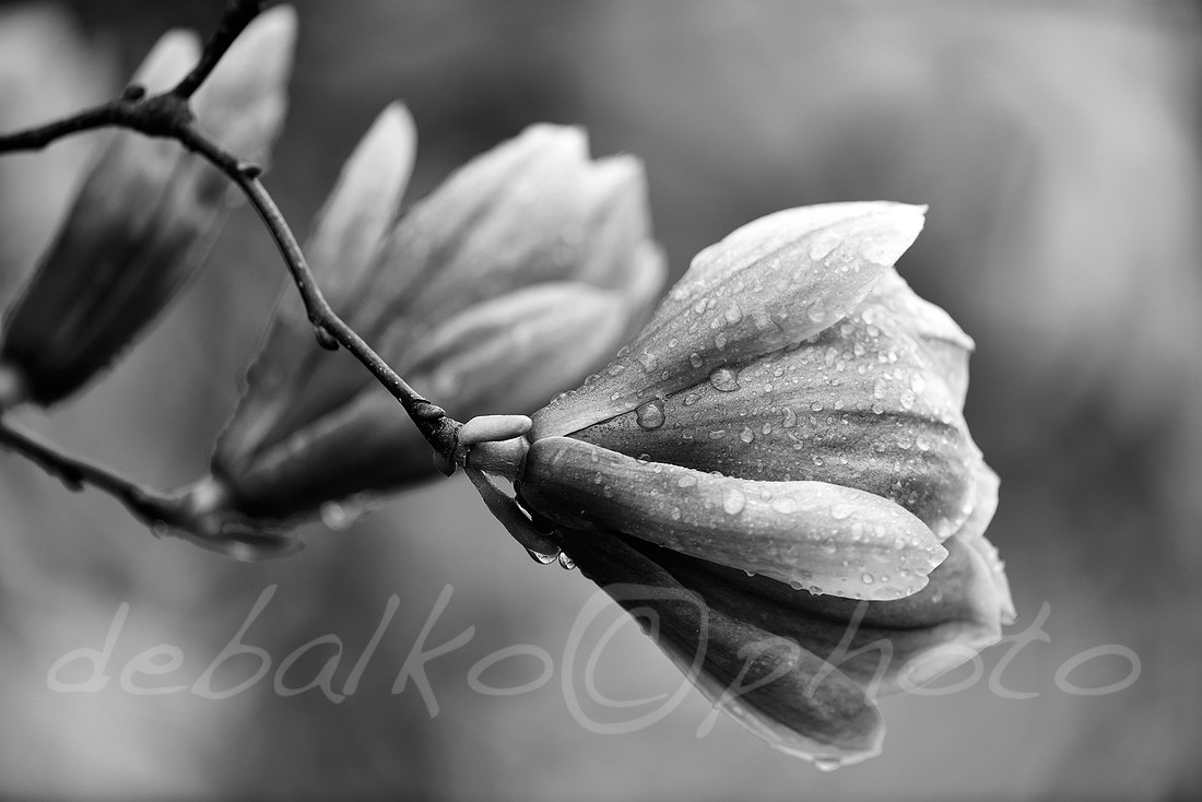 magnolia3.30.20_028bw
