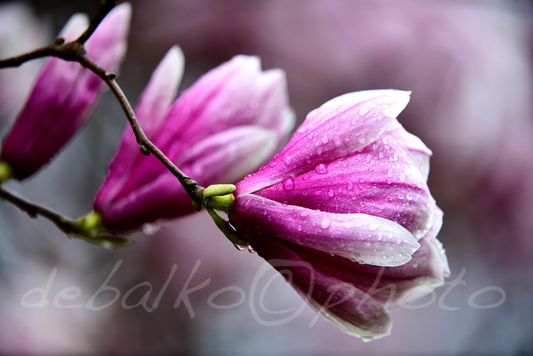magnolia3.30.20_028c