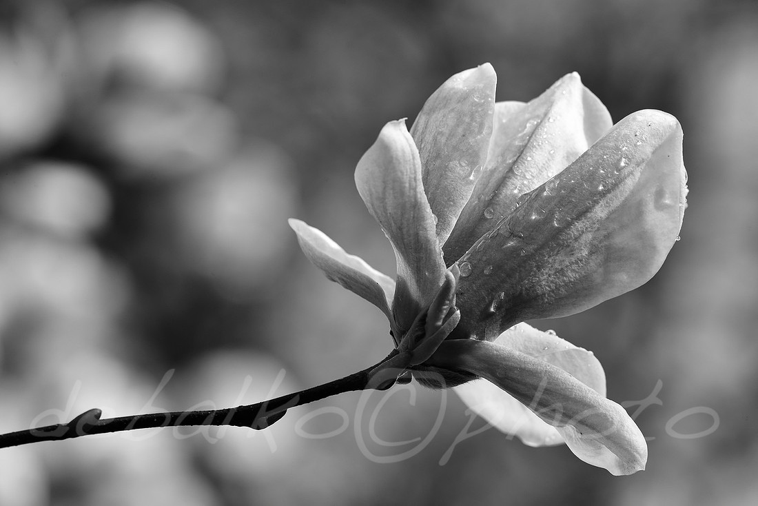 magnolia3.30.20_198bw