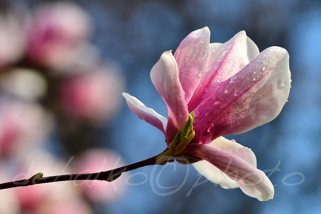 magnolia3.30.20_198c