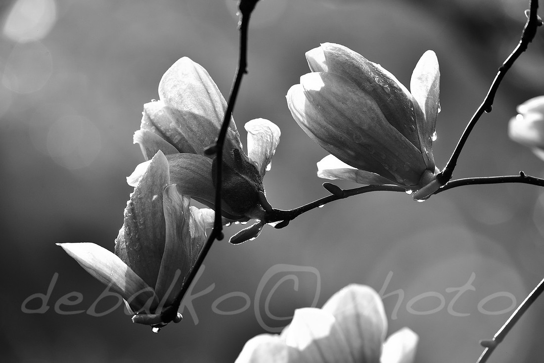 magnolia3.30.20_247bw