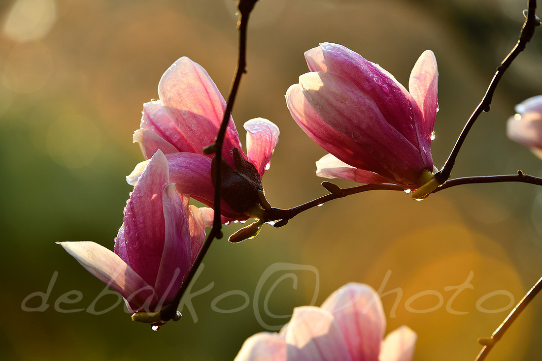 magnolia3.30.20_247c
