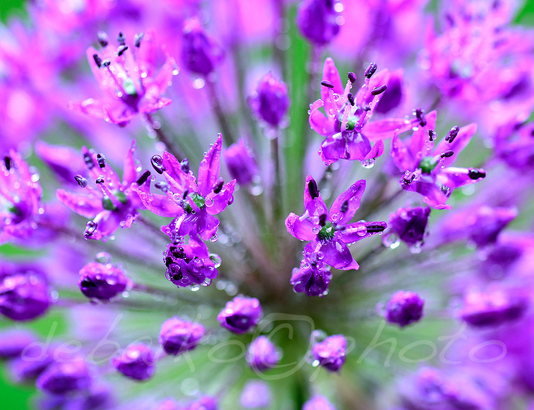 051720allium_060cw