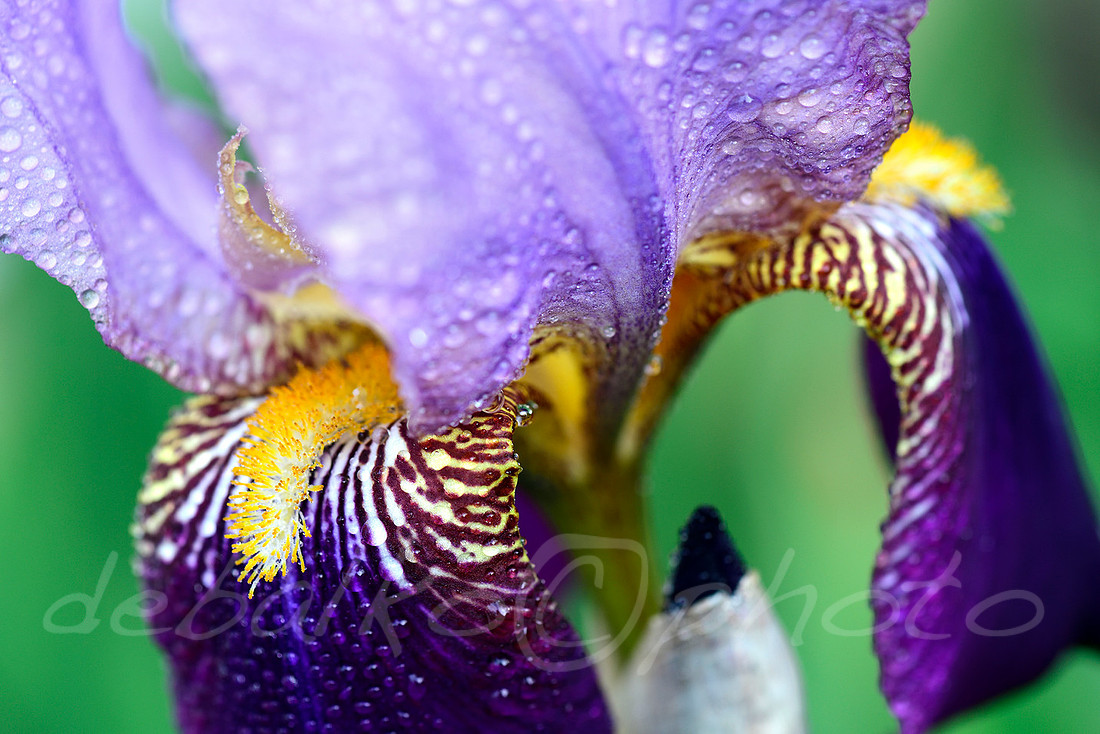 051620iris_997w