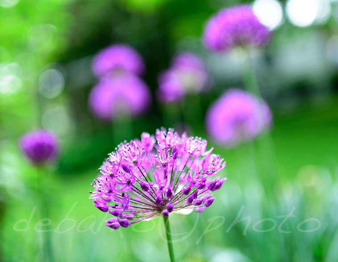 051720allium_121w