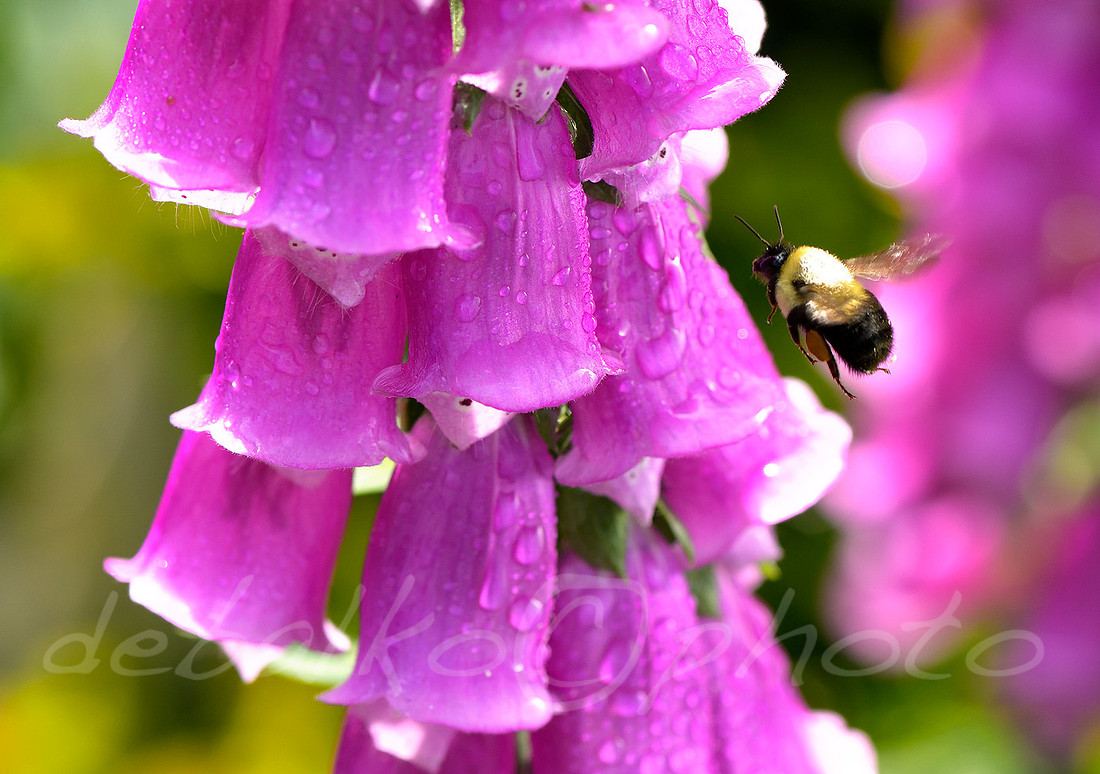 060520_Bee_627cw