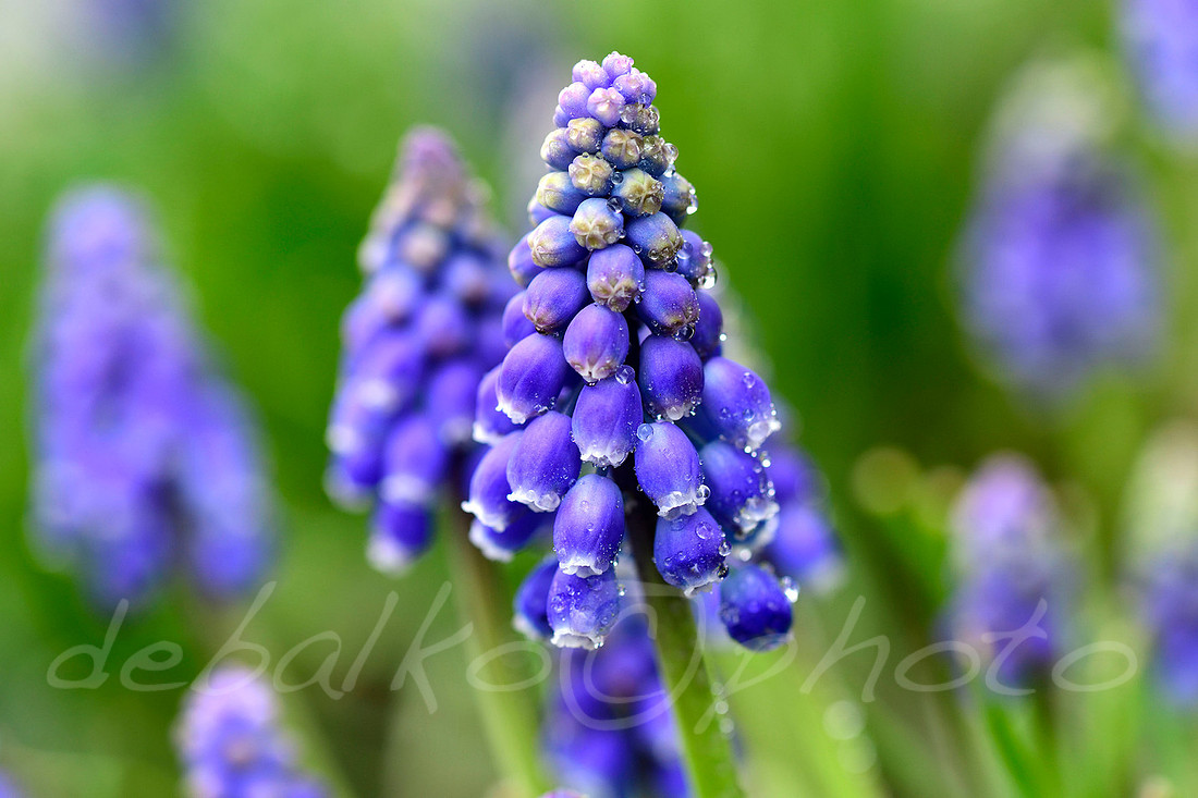 040420_GH9801w