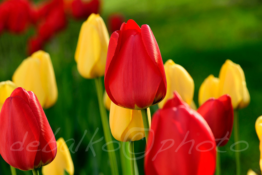 041620tulips_387w